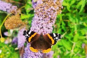 Butterfly Garden